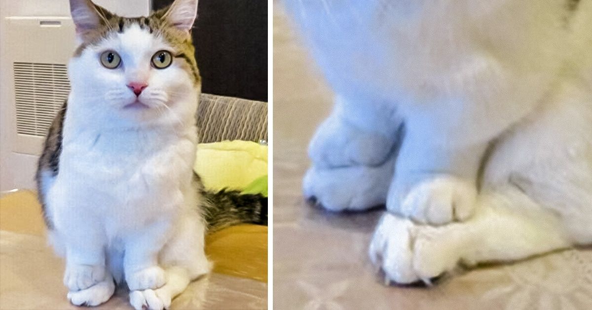 20+ случаев, когда у котов слетели настройки 20+ случаев, когда у котов слетели настройки