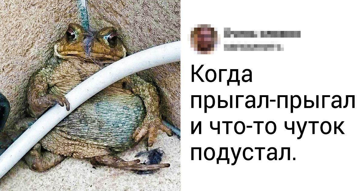 16 неожиданных фото животных, у которых есть дела поважнее позирования перед камерой 16 неожиданных фото животных, у которых есть дела поважнее позирования перед камерой