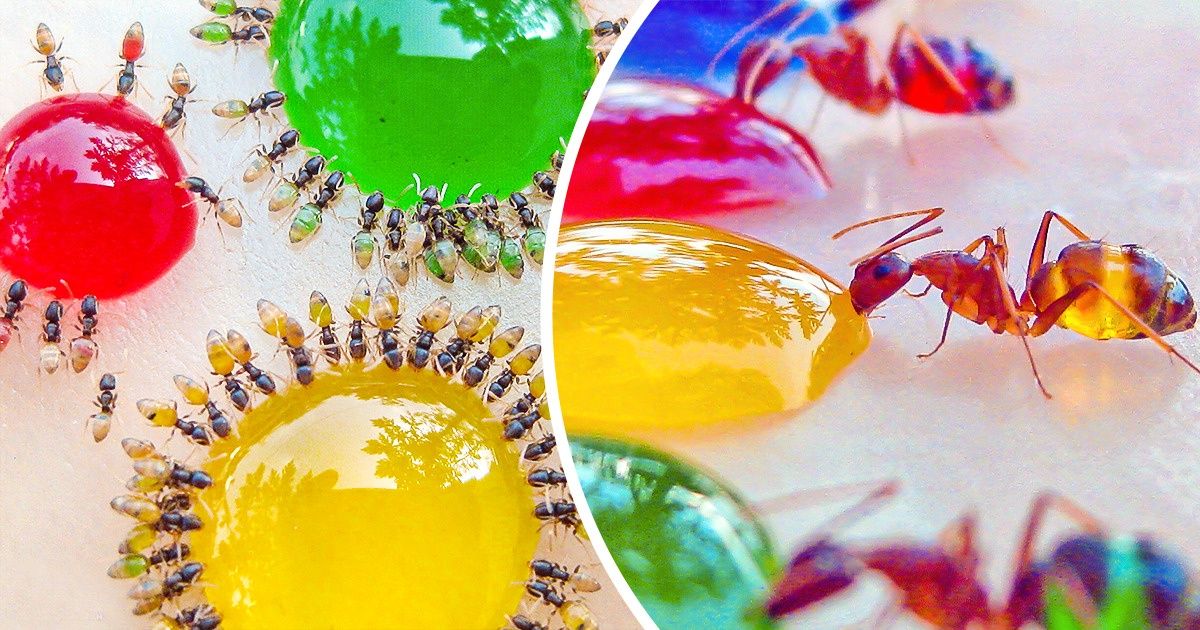 18 ошеломительных доказательств того, что у природы неуемная фантазия 18 ошеломительных доказательств того, что у природы неуемная фантазия