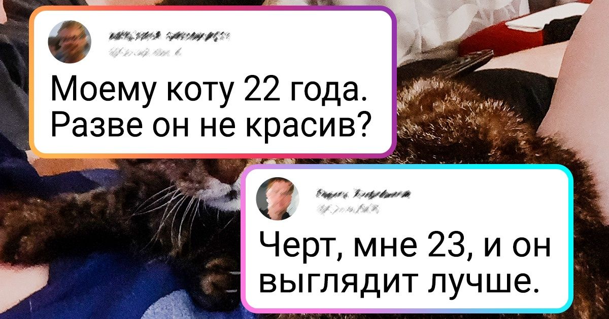 20+ хвостатых любимцев, зрелый возраст которых лишь подчеркивает их очарование