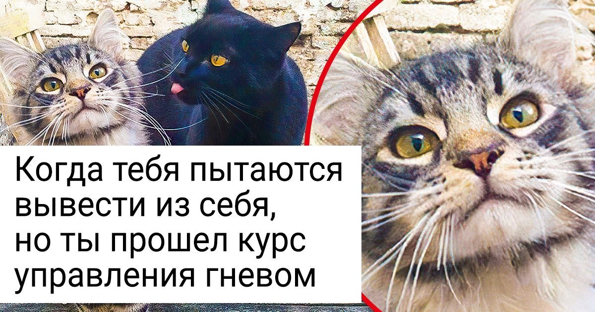20+ дико эмоциональных животных, по которым явно плачет Большой театр 20+ дико эмоциональных животных, по которым явно плачет Большой театр