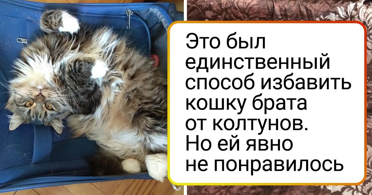 Стрижка кошек