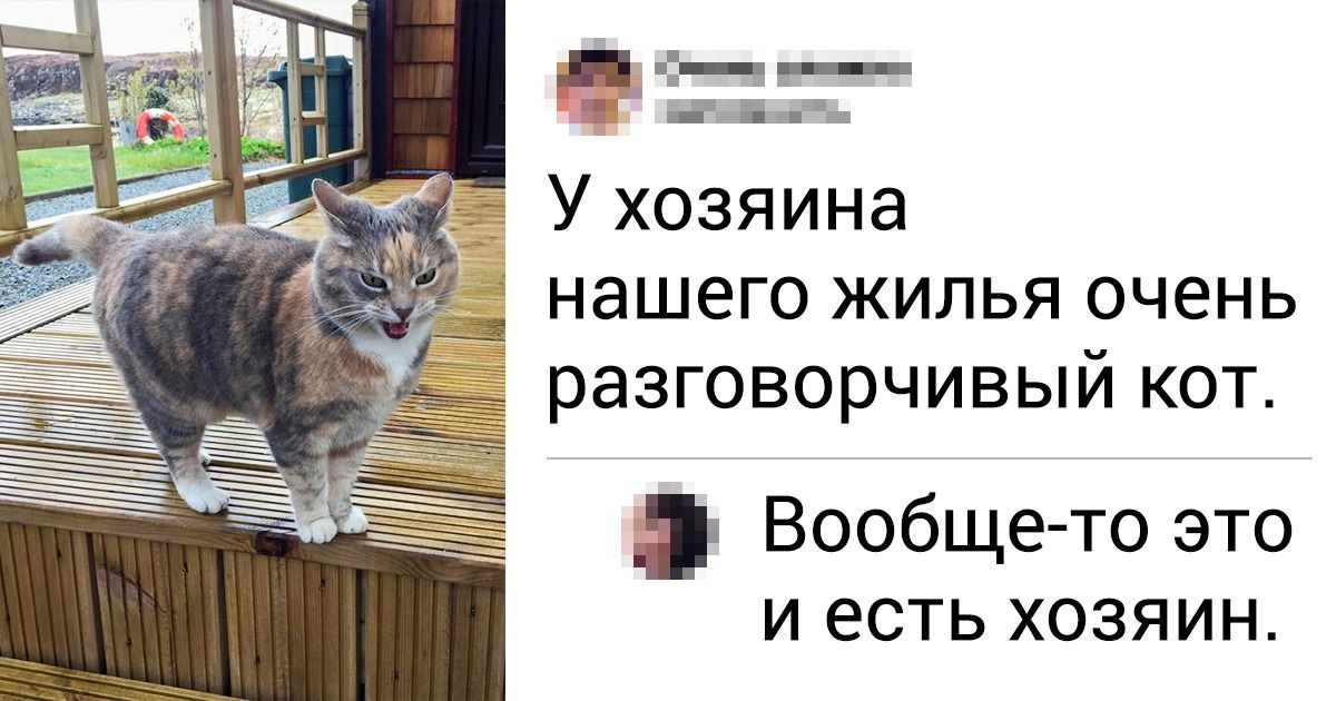 20+ котов, которые трудятся не покладая лапок
