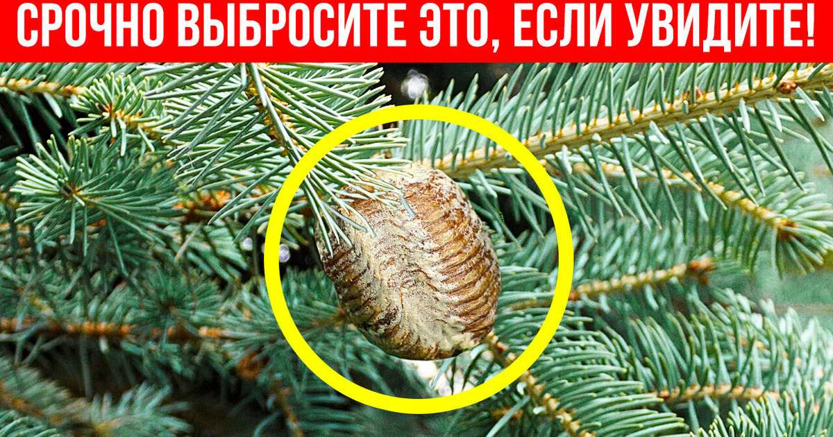Не покупайте новогоднюю елку, если увидите на ней ВОТ ЭТО