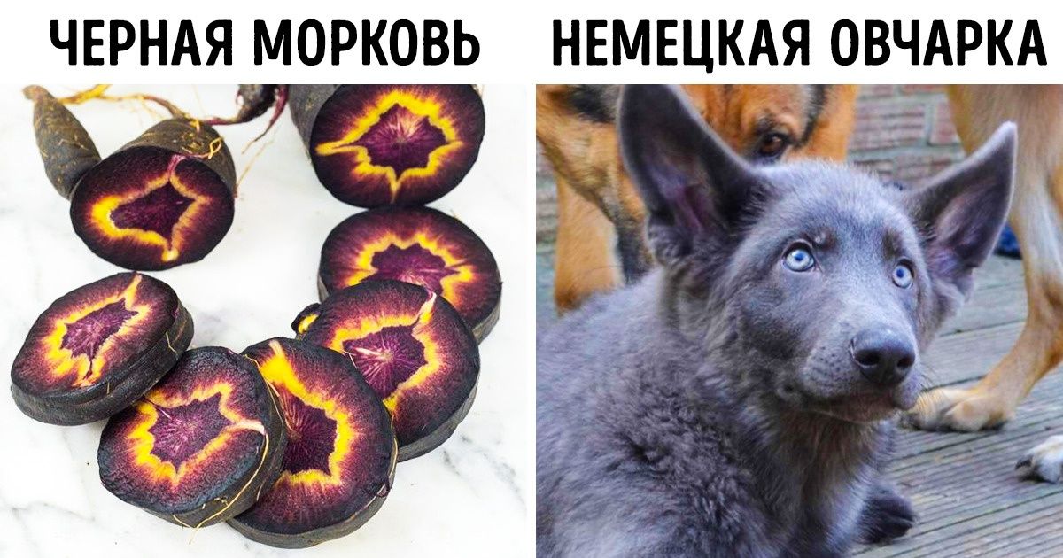 18 вещей и животных, которые выглядят не совсем так, как мы привыкли 18 вещей и животных, которые выглядят не совсем так, как мы привыкли
