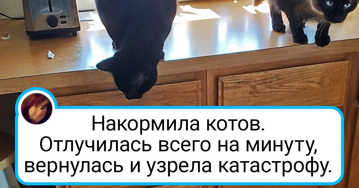 18 смелых хозяев, которые рискнули завести больше одного кота и только потом поняли, что это означает