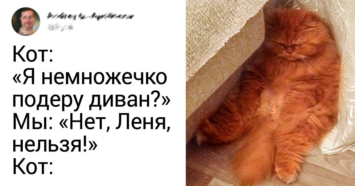 15+ питомцев, которые завоюют ваше сердечко своими обиженными мордашками 15+ питомцев, которые завоюют ваше сердечко своими обиженными мордашками