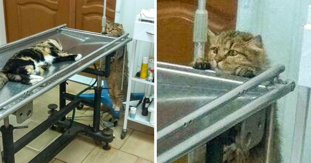 19 животных, которые умеют вести себя как люди 19 животных, которые умеют вести себя как люди