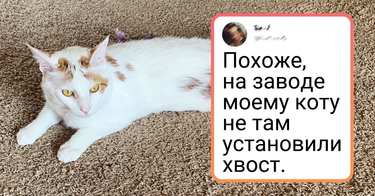 20 котов, которые обвели законы физики вокруг лапки 20 котов, которые обвели законы физики вокруг лапки