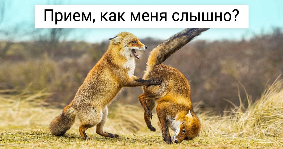 Конкурс комедийной фотографии природы объявил финалистов, и, кажется, у нас будут новые мемы
