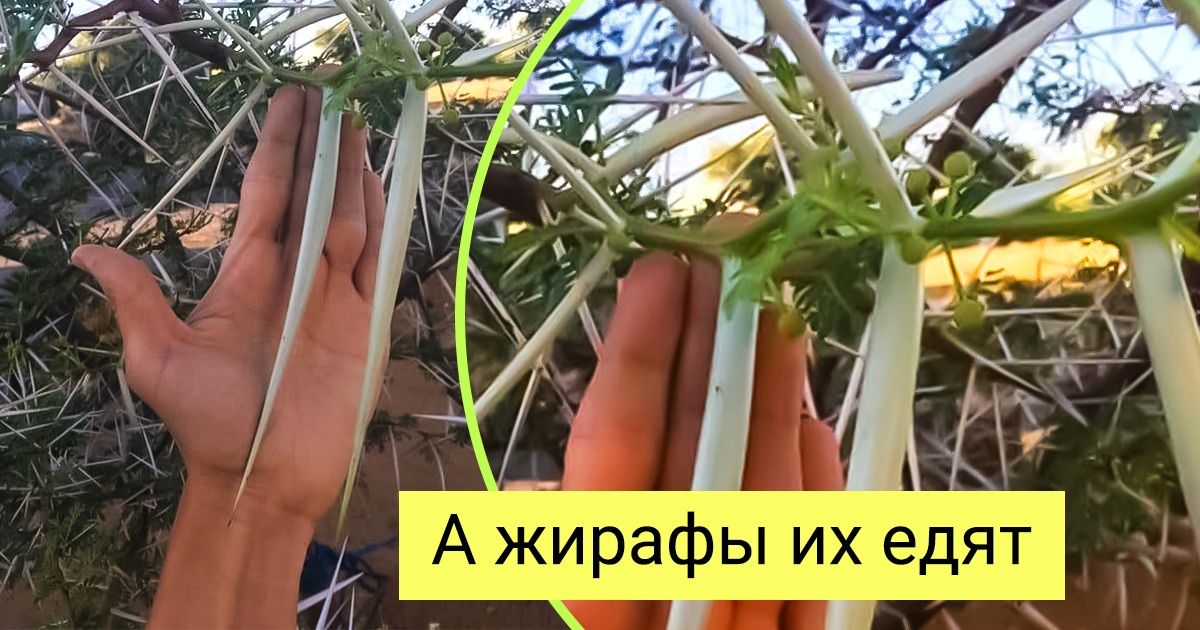 20 раз, когда реальный размер вещей оказался, мягко скажем, неожиданным 20 раз, когда реальный размер вещей оказался, мягко скажем, неожиданным