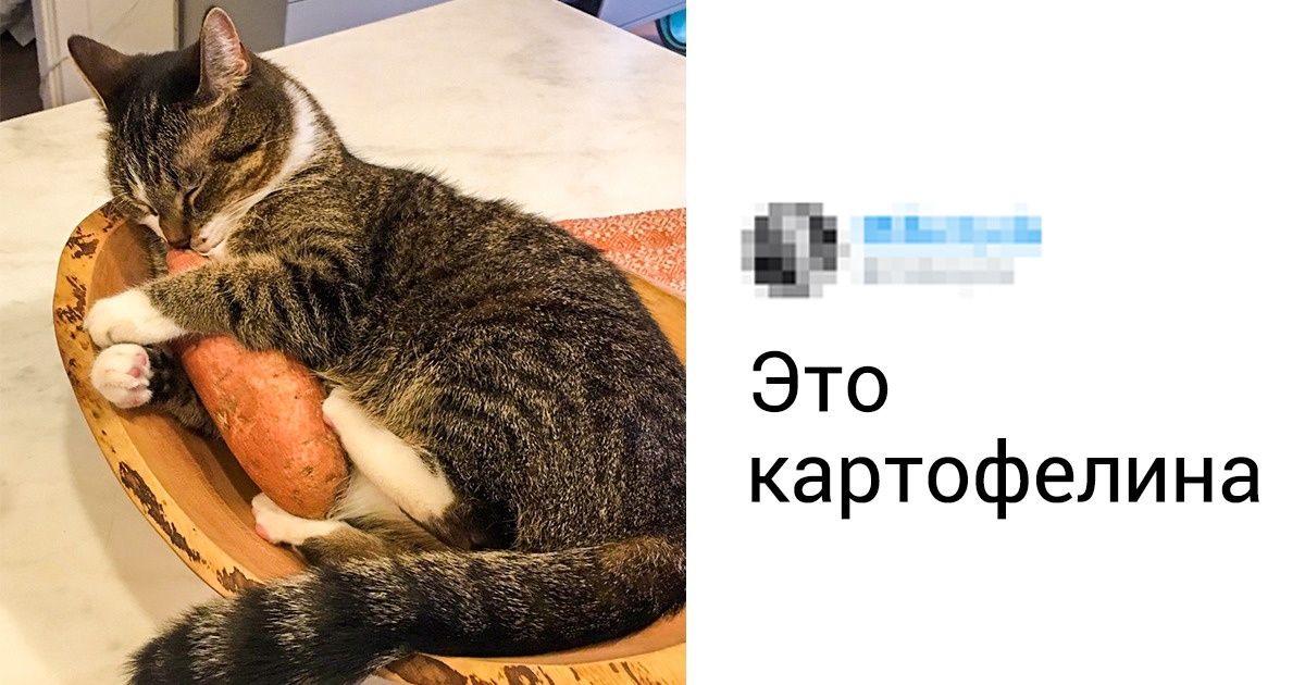 Как стать котом нуаром в реальной жизни