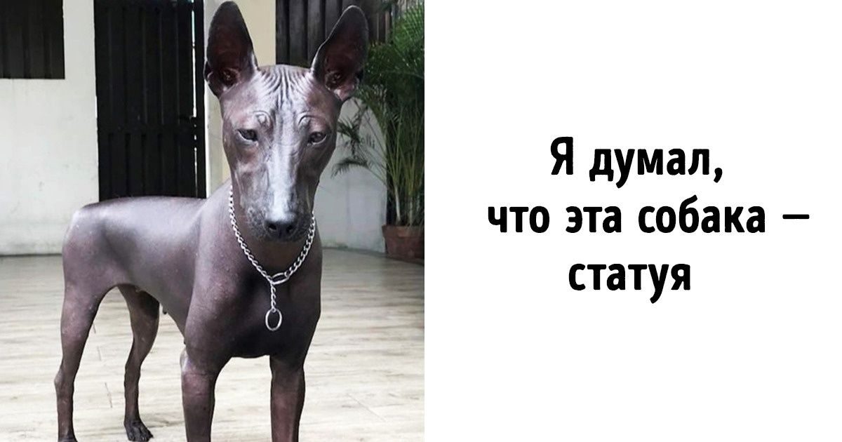 20 чудо-собак, которые выглядят так, словно они не с нашей планеты 20 чудо-собак, которые выглядят так, словно они не с нашей планеты