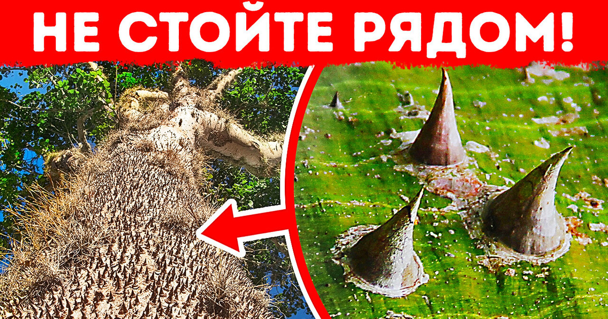 Если увидите это колючее дерево, немедленно уходите! Если увидите это колючее дерево, немедленно уходите!