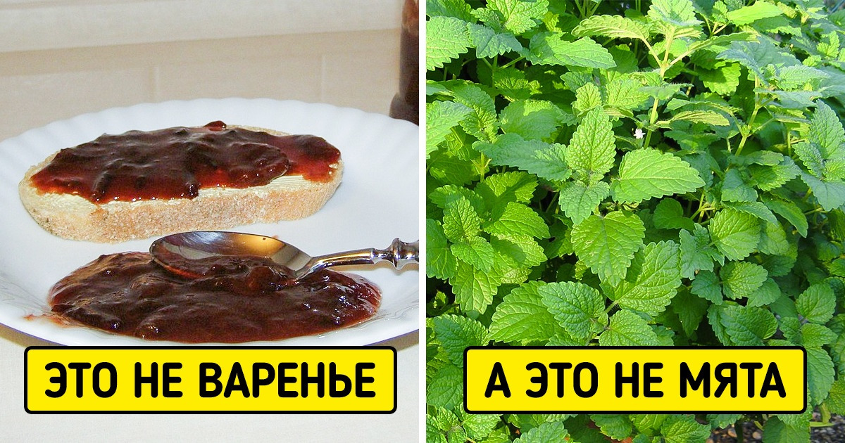 10+ пар продуктов и вещей, которые мы путаем с завидным упорством 10+ пар продуктов и вещей, которые мы путаем с завидным упорством
