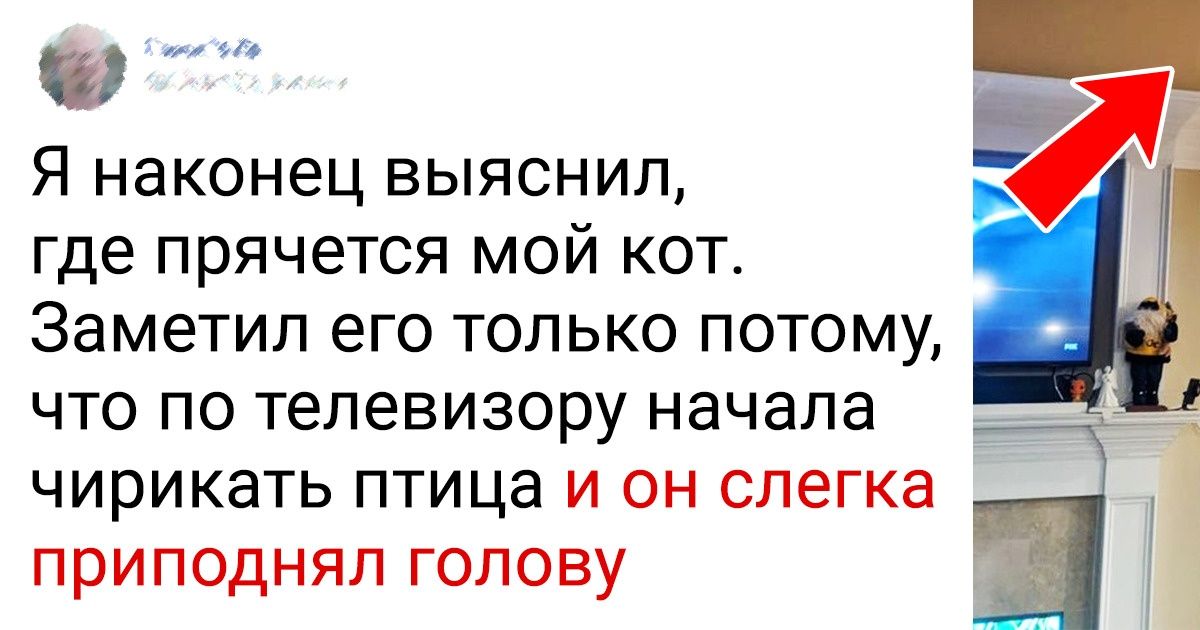 15+ доказательств того, что нам никогда не понять кошачью логику 15+ доказательств того, что нам никогда не понять кошачью логику