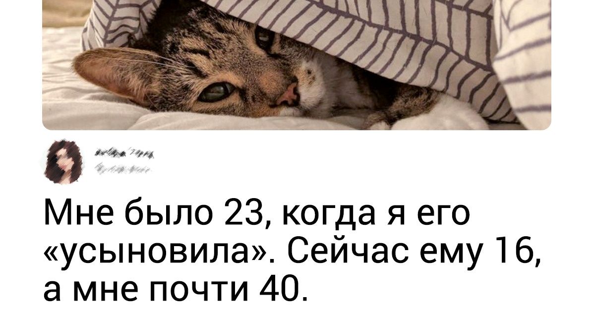 20+ трогательных фото животных в почетном возрасте