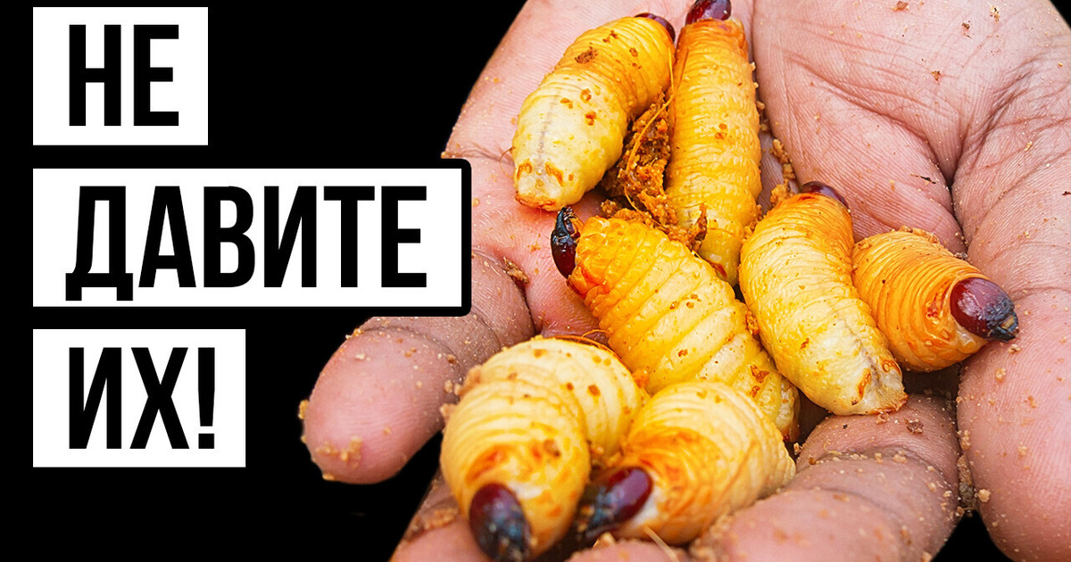 14 насекомых, которые заставят вас подумать дважды перед выходом из дома 14 насекомых, которые заставят вас подумать дважды перед выходом из дома