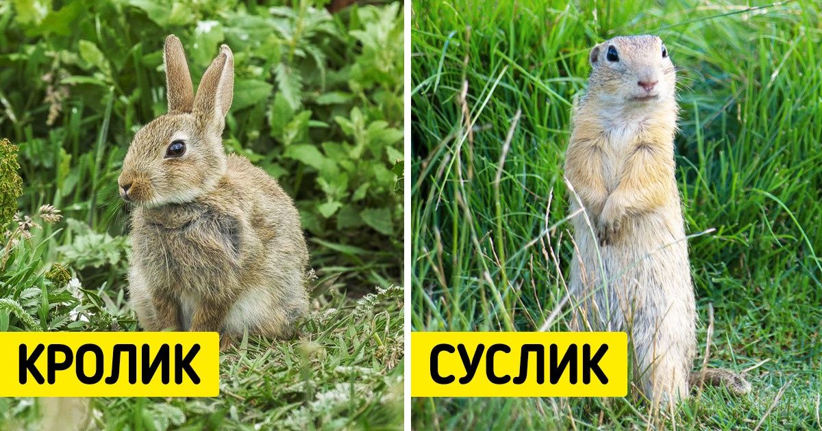 15+ животных, которых ваши внуки увидят только на картинках 15+ животных, которых ваши внуки увидят только на картинках