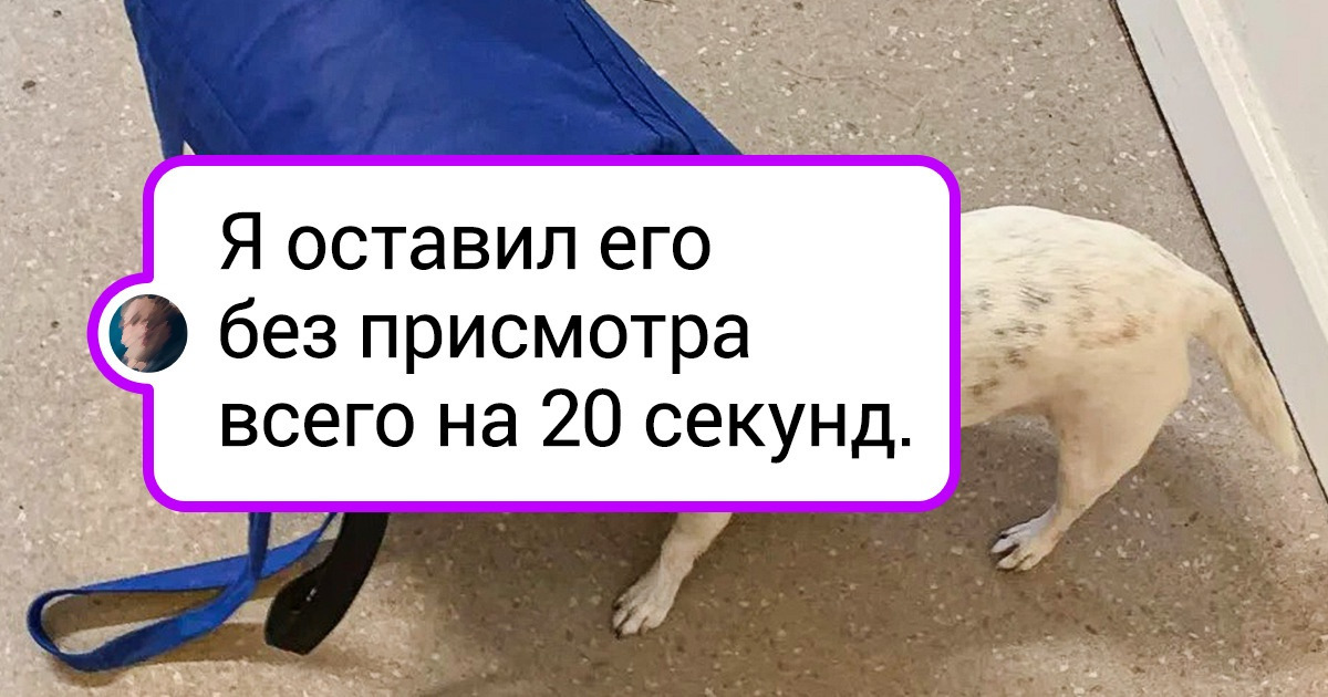 18 животных, которые знают толк в том, как потрепать нервишки этим двуногим