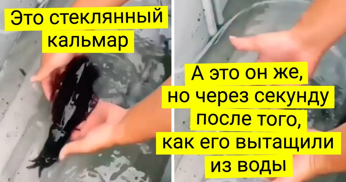 15 живых существ, в которых явно есть частичка инопланетной ДНК 15 живых существ, в которых явно есть частичка инопланетной ДНК