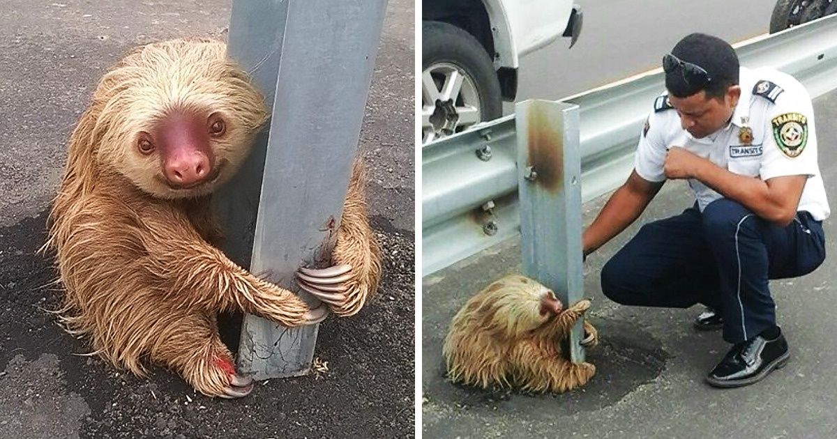 20+ доказательств того, что человечность держит этот мир на плаву