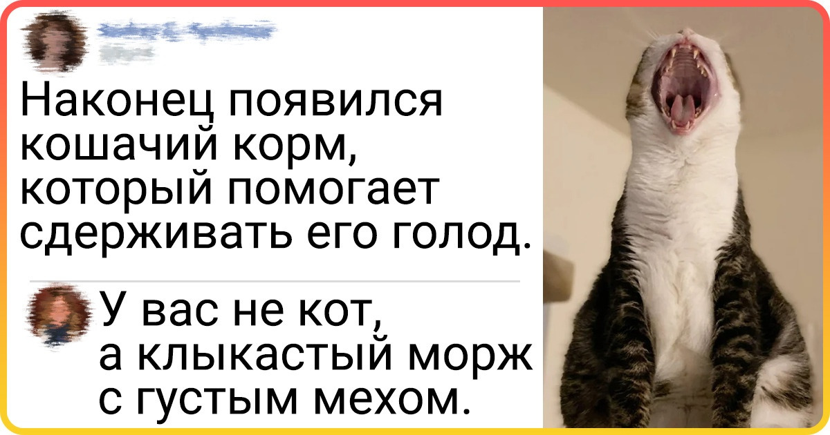 Поставь хозяин. Котиков например. Кот кошке картинке ты меня не любишь.