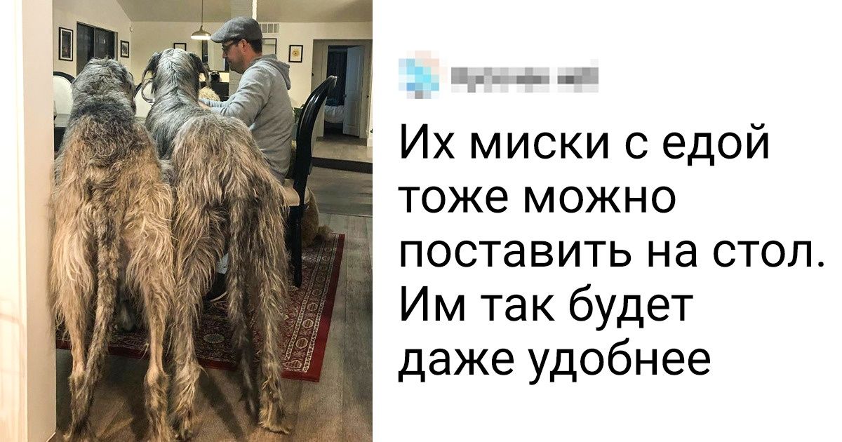 25 фото ирландских волкодавов, после просмотра которых хочется завести хотя бы одного такого добродушного великана 25 фото ирландских волкодавов, после просмотра которых хочется завести хотя бы одного такого добродушного великана