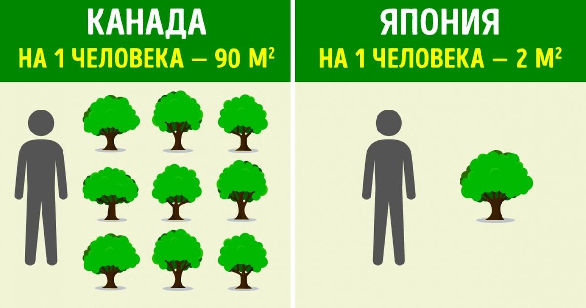 Сколько деревьев можно. Сколько людей на дереве. Сколько деревьев на одного человека. Сколько на каждого человека деревьев. Сколько деревьев на картинке.