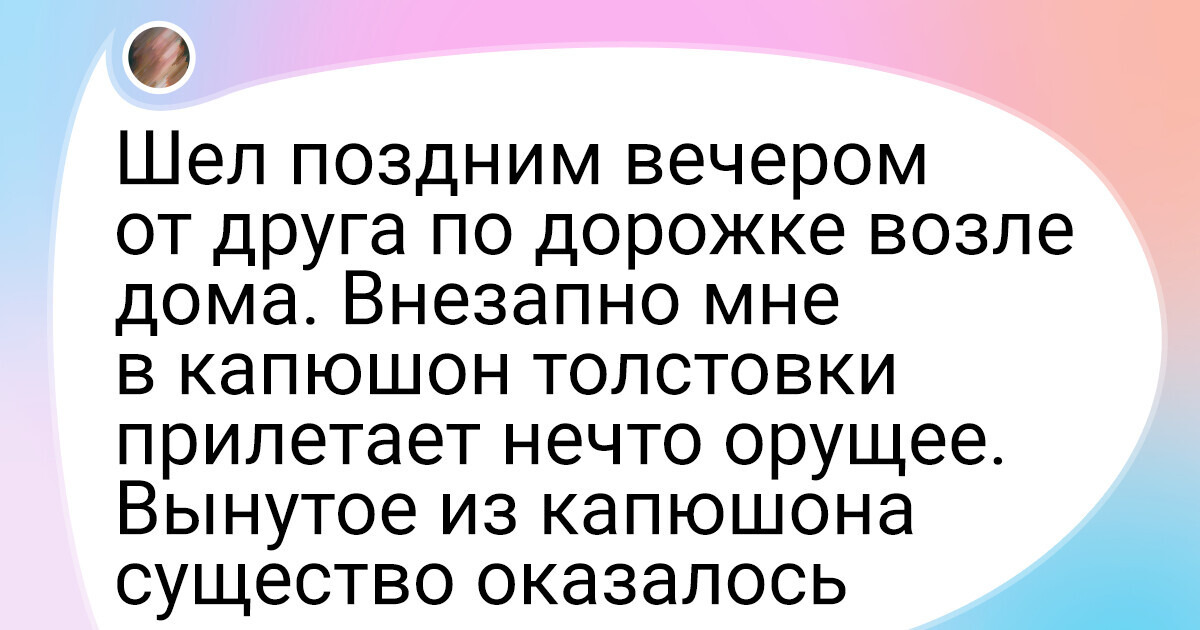 Нежданно негаданно в комнату ворвался щенок бешено