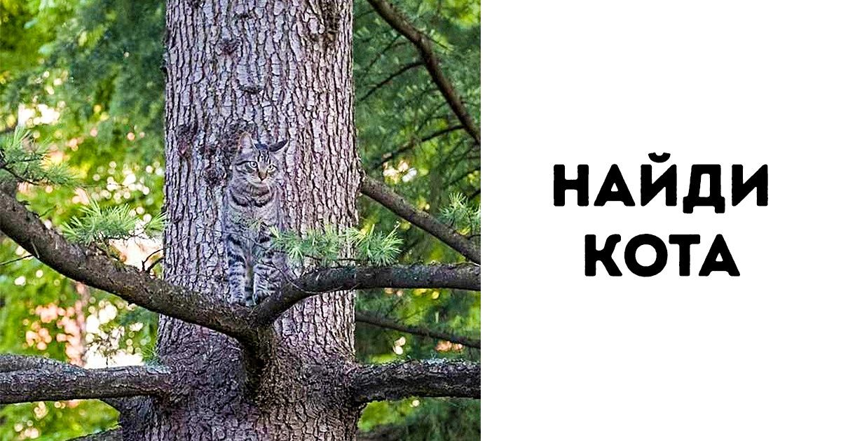 25 хитрых животных, которые, кажется, совсем не против пошутить 25 хитрых животных, которые, кажется, совсем не против пошутить