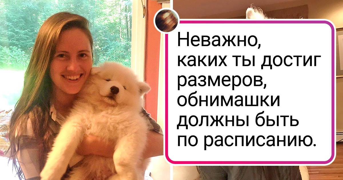 20 собак, которые еще вчера умещались в ладошке, а теперь не сразу проходят в дверной проем 20 собак, которые еще вчера умещались в ладошке, а теперь не сразу проходят в дверной проем