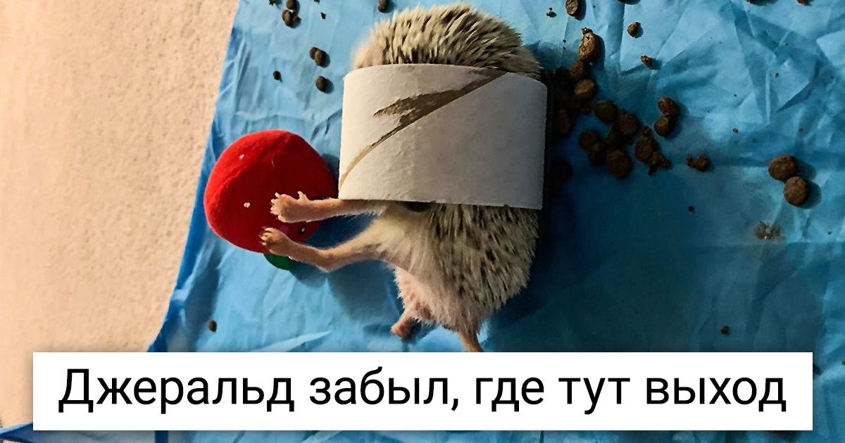 19 животных, которые даже в самый скучный денек умудряются вляпаться в переделку 19 животных, которые даже в самый скучный денек умудряются вляпаться в переделку