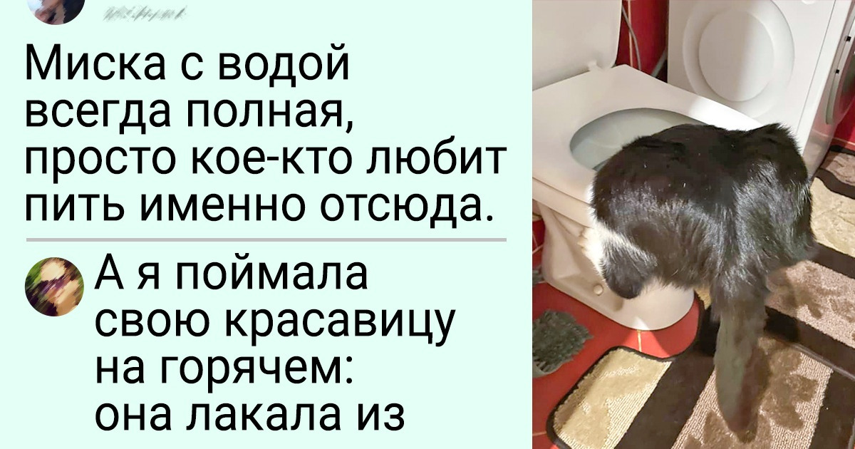 17 хозяев, над которыми жизнь слегка подшутила и подсунула им кота-гурмана 17 хозяев, над которыми жизнь слегка подшутила и подсунула им кота-гурмана