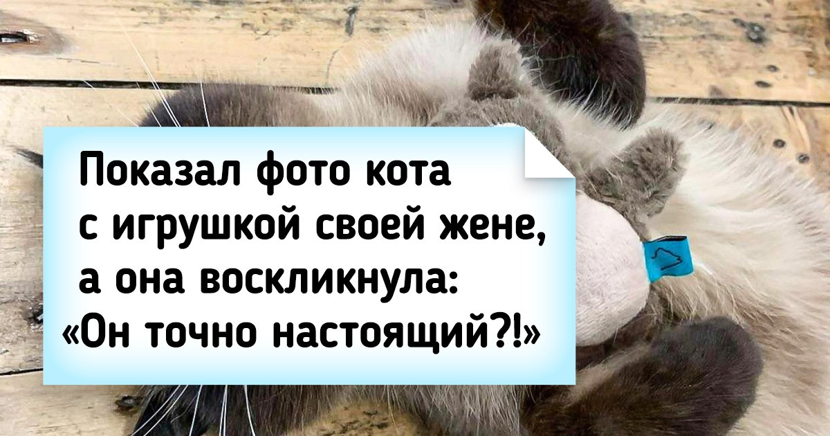 18 домашних питомцев, которые ни за какие вкусняшки на свете не отдадут свою любимую игрушку 18 домашних питомцев, которые ни за какие вкусняшки на свете не отдадут свою любимую игрушку