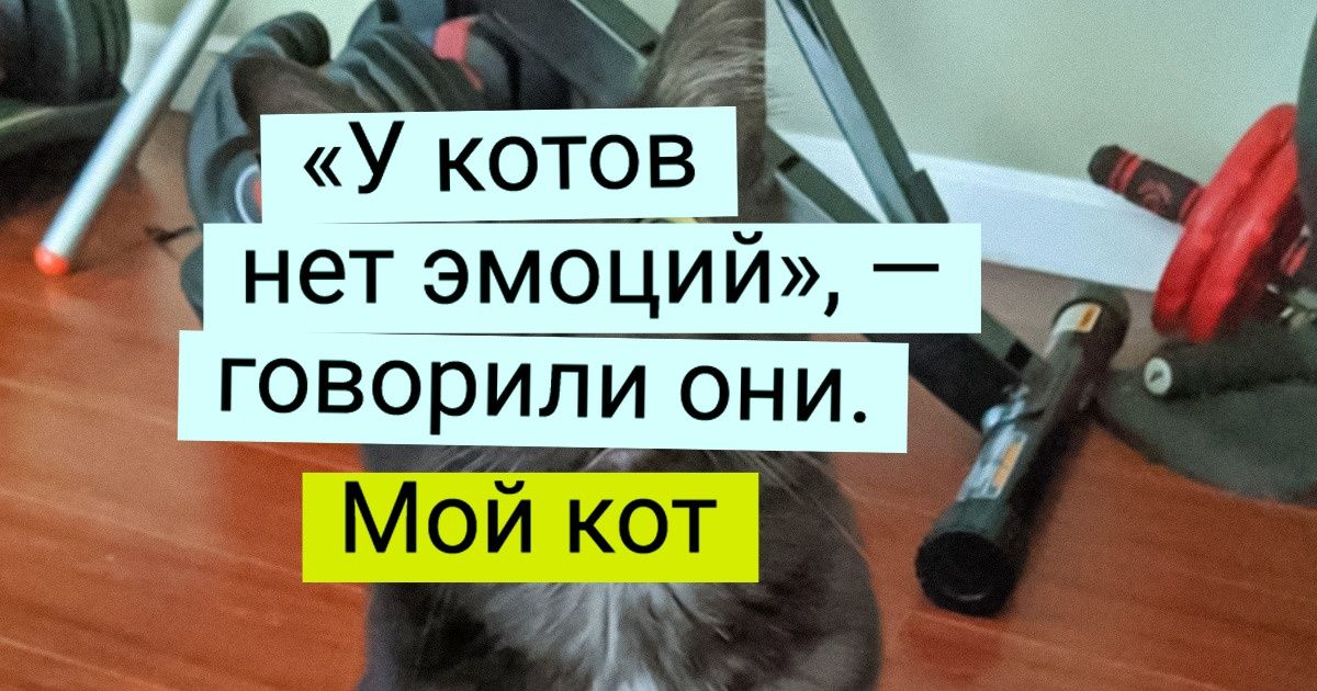 25 котиков, которым хоть сейчас бы на сцену, но у них лапки 25 котиков, которым хоть сейчас бы на сцену, но у них лапки