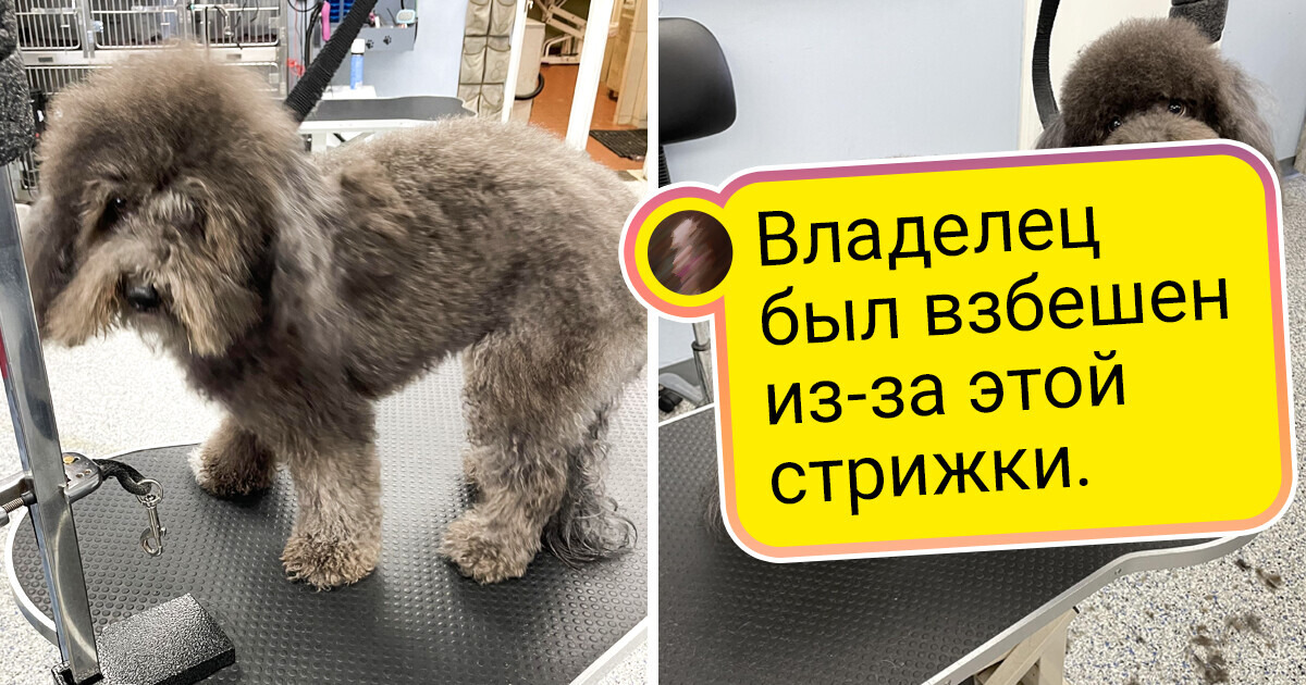 18 хвостиков, которым навели марафет, и результат умиляет 18 хвостиков, которым навели марафет, и результат умиляет