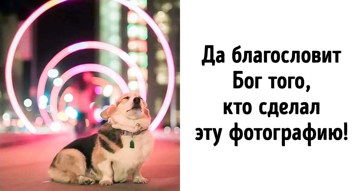 15+ фото животных, на которые надо смотреть вместо приема антидепрессантов