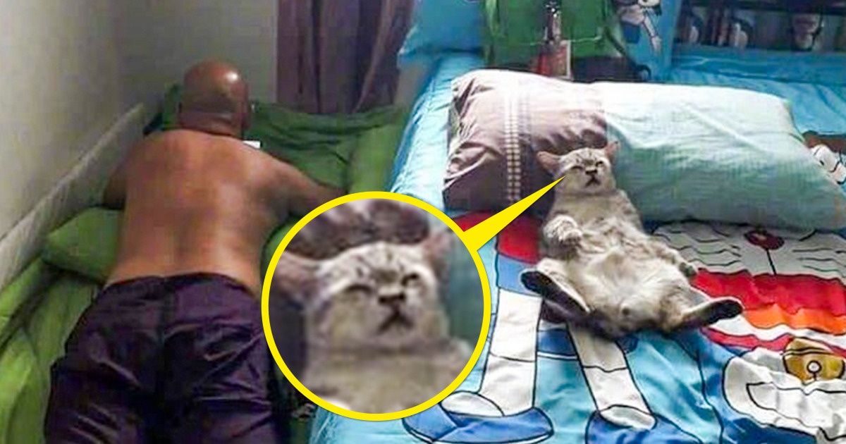 20+ доказательств того, что не родился еще человек, который смог бы дать отпор кошачьей наглости 20+ доказательств того, что не родился еще человек, который смог бы дать отпор кошачьей наглости