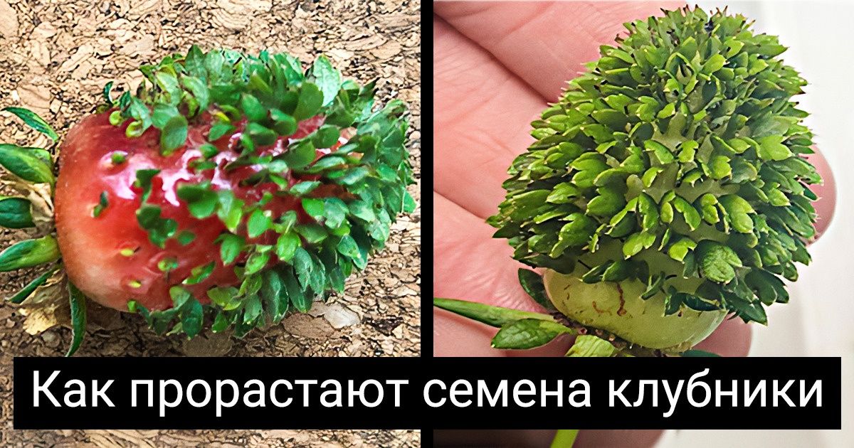 14 случаев, когда природа в тысячный раз взорвала нам мозг