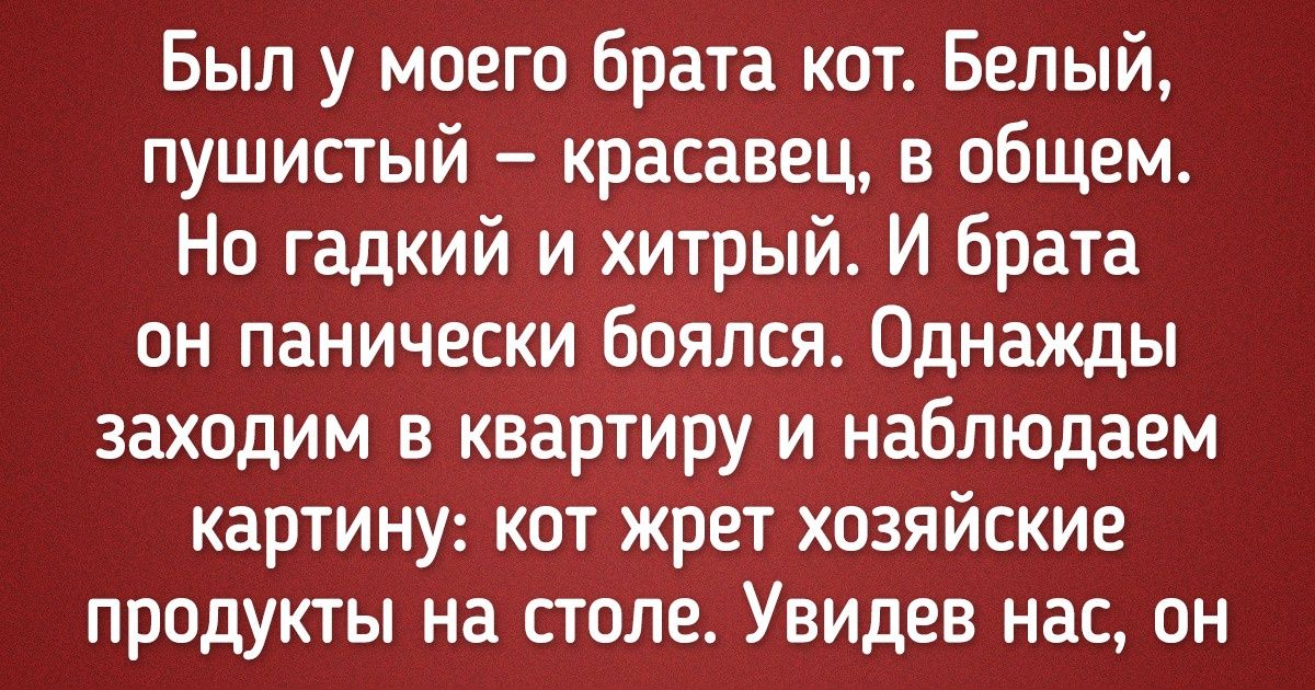 20+ владельцев котов рассказали, на какие абсурдные выходки способны эти наглые морды 20+ владельцев котов рассказали, на какие абсурдные выходки способны эти наглые морды
