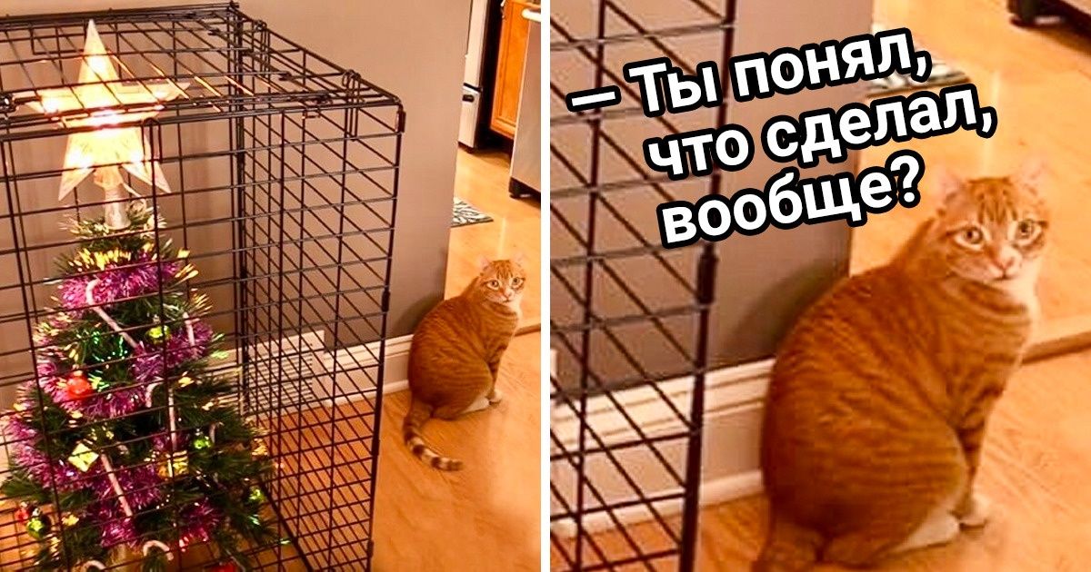 20+ животных, которые заставят вас прочувствовать атмосферу Нового года уже сейчас 20+ животных, которые заставят вас прочувствовать атмосферу Нового года уже сейчас