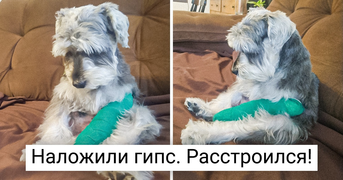 15+ животных, которым всего шаг до экзистенциального кризиса