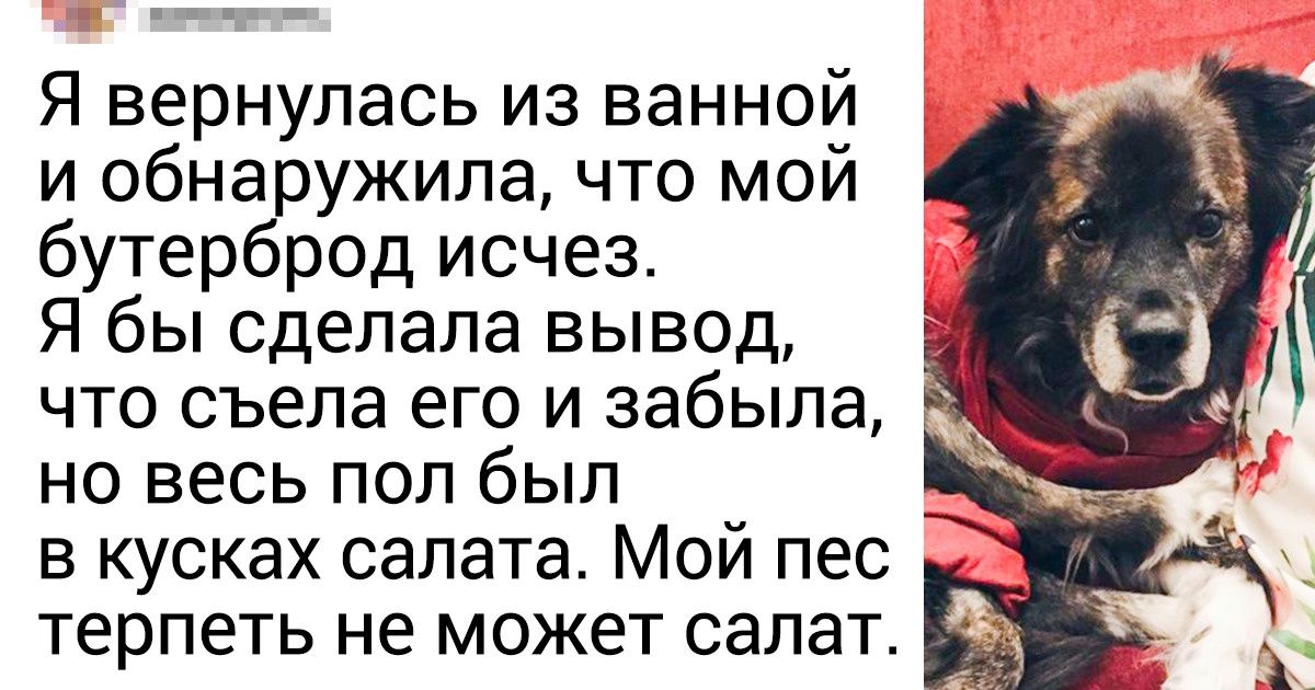 20 человек, которые завели собаку и теперь разгребают последствия