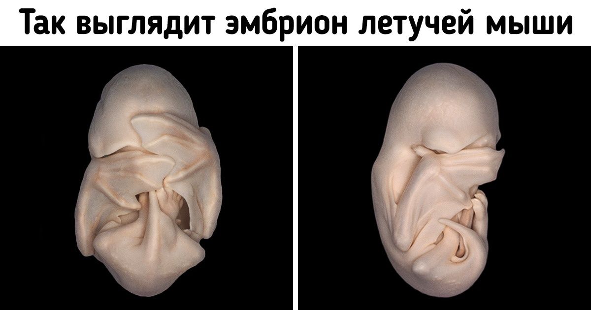 15+ фото, которые позволят взглянуть на летучих мышей и лисиц с нового ракурса (Они оказались намного милее, чем мы думали)