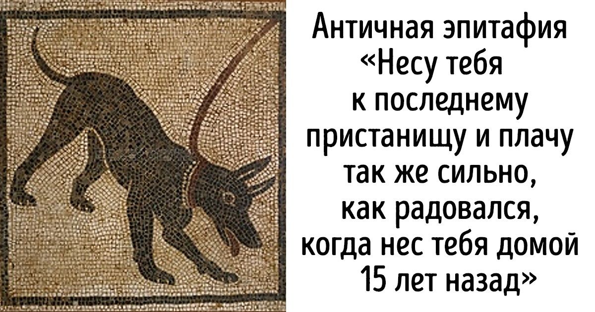 20+ винтажных снимков котов и собак, которые окутывают теплотой и душевностью