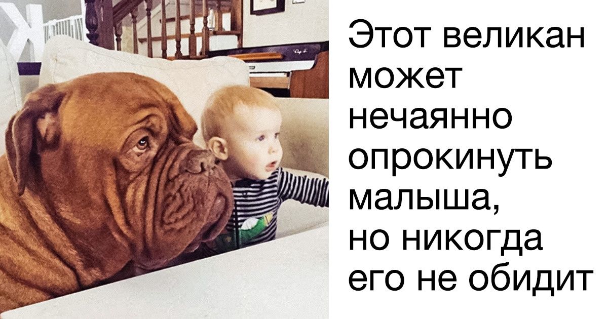 Лучшие породы собак для детей и семьи, которые отлично подойдут как для частного дома, так и для квартиры Лучшие породы собак для детей и семьи, которые отлично подойдут как для частного дома, так и для квартиры