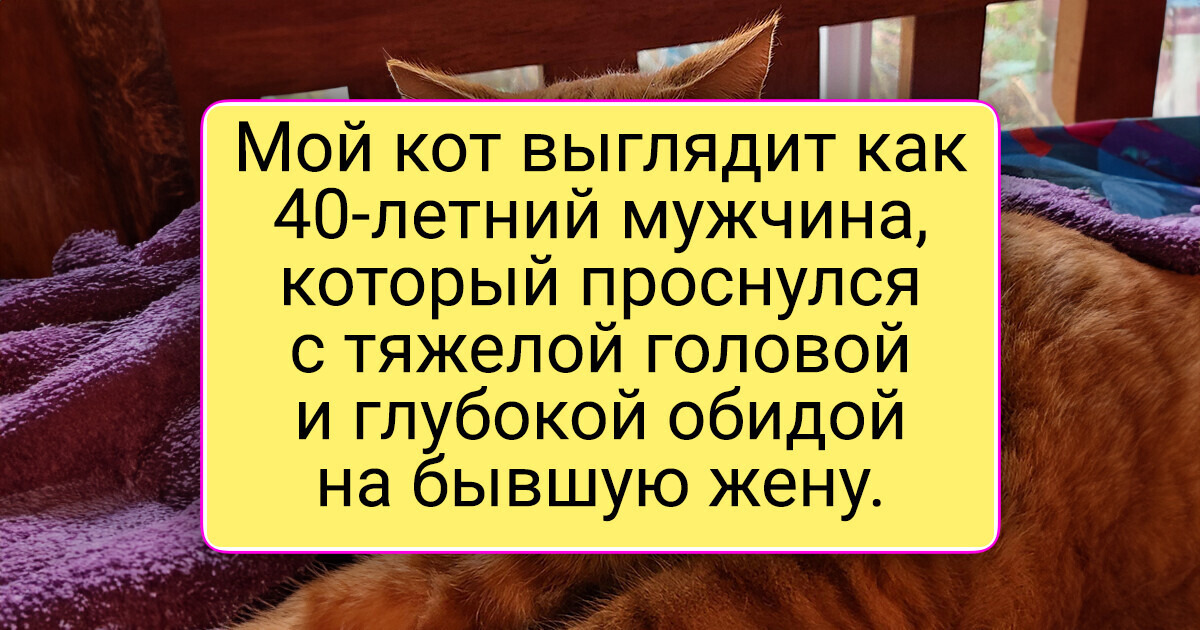 15+ питомцев, у которых такие выразительные морды, что хоть в кино их снимай