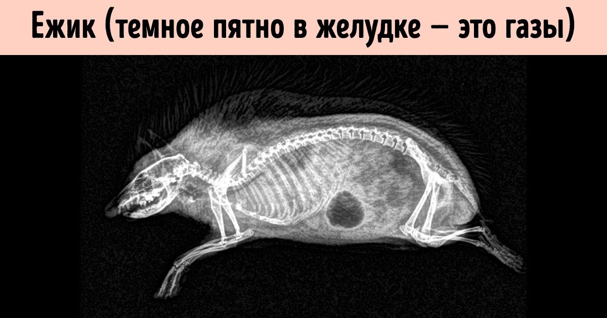 13 животных, которых вы никогда не видели под рентгеном 13 животных, которых вы никогда не видели под рентгеном