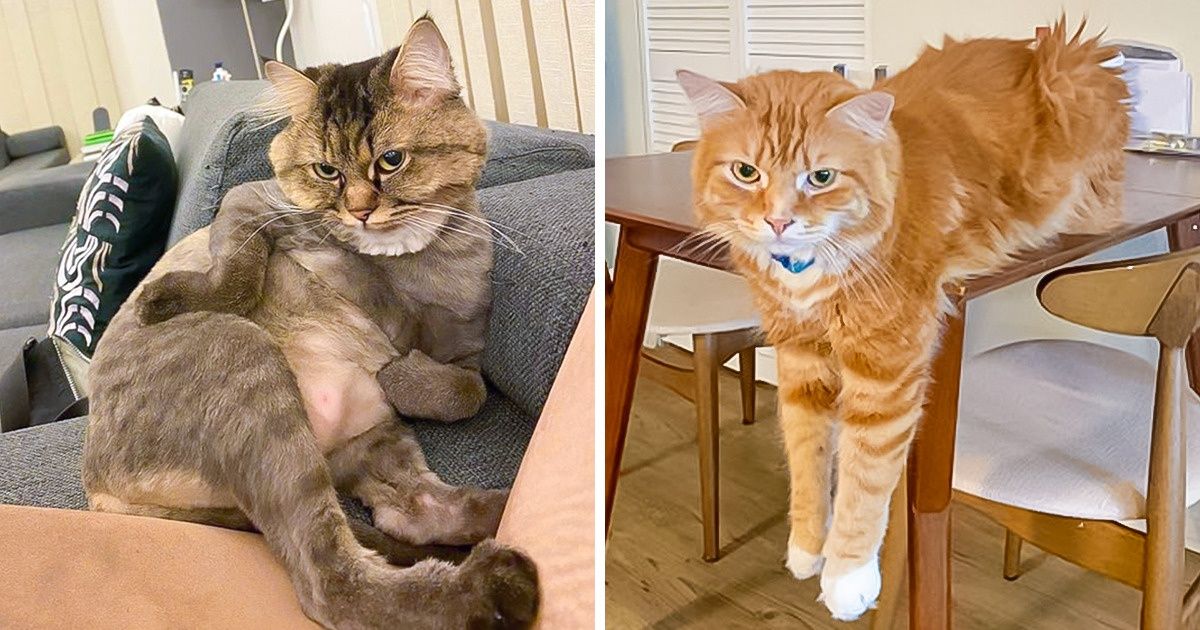 Мы выяснили, что все коты делятся на 2 типа (И вот 18 пушистых доказательств) Мы выяснили, что все коты делятся на 2 типа (И вот 18 пушистых доказательств)